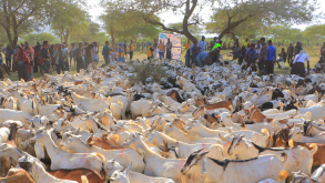 Süt Keçisi Dağıtımımızın 17. Etabı Etiyopya’da Gerçekleştirildi.