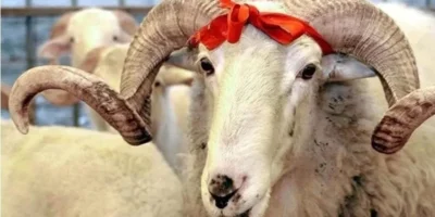 Kur’an ve Sünnet’te Kurban’ın Önemi